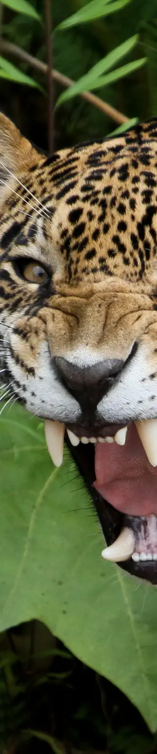 Erforsche den Madidi Nationalpark